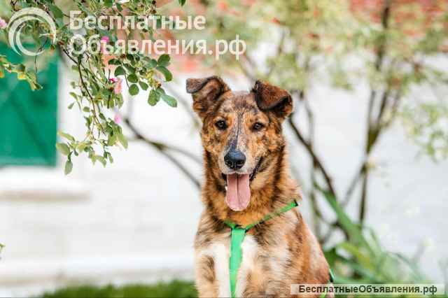 Бриллиант Крашик