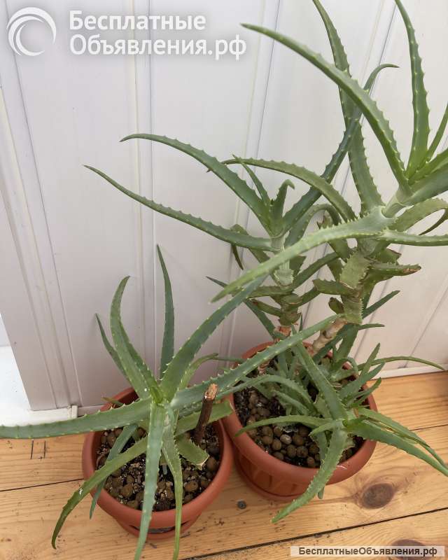 Лечебные растения в горшках алоэ(по 2-3 растения в горшке-возрастом от 5 лет и старше)