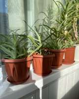 Лечебные растения в горшках алоэ(по 2-3 растения в горшке-возрастом от 5 лет и старше)