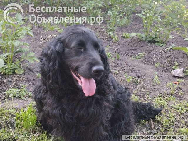 В хорошие руки