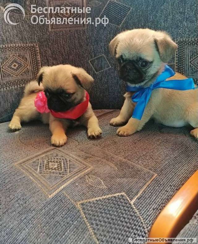 Щенки Мопса 2.5мес, Продам