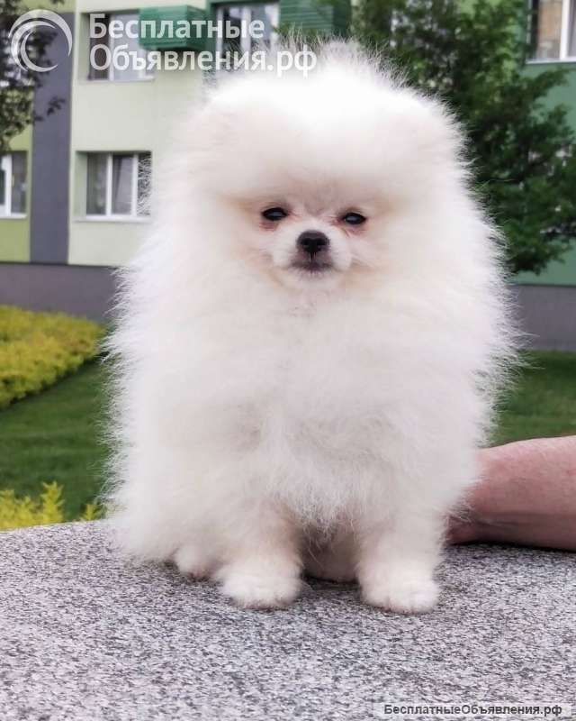 Щенки Шпица 2.5мес, продам