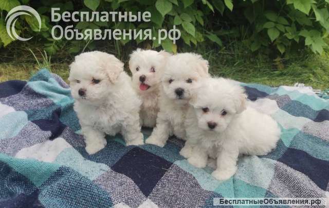Щенки мальтезе Болонки 2.5мес