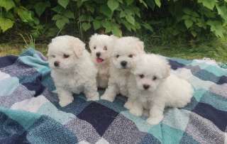 Щенки мальтезе Болонки 2.5мес