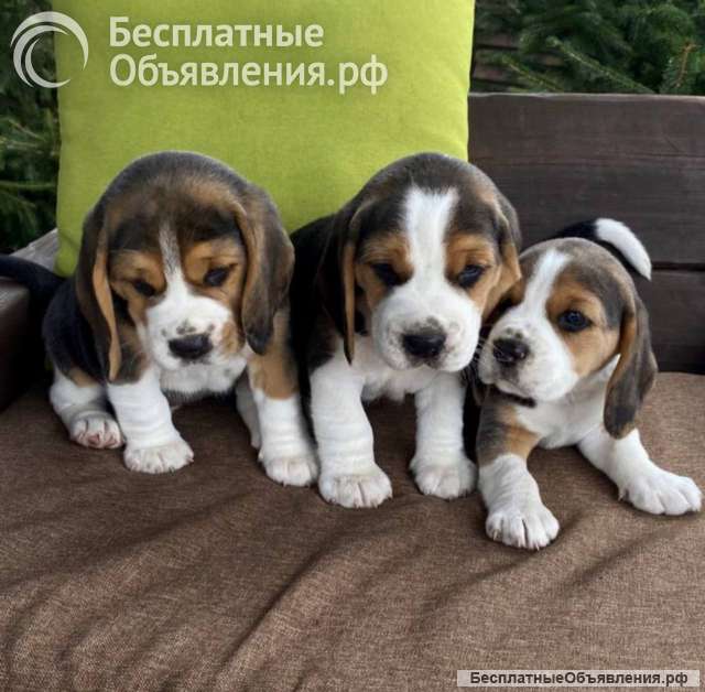 Щенки Бигля 2.5мес. привиты