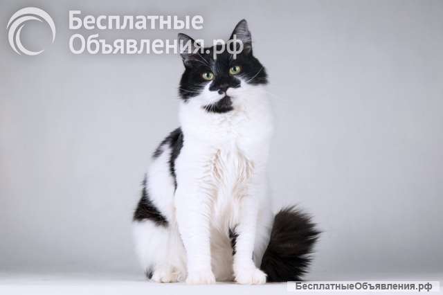 Очаровательный ласковый кот по имени Мальчик