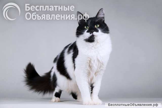 Очаровательный ласковый кот по имени Мальчик