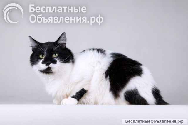 Очаровательный ласковый кот по имени Мальчик