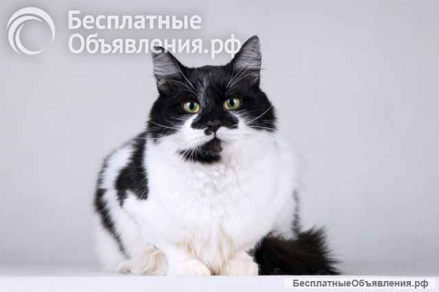 Очаровательный ласковый кот по имени Мальчик