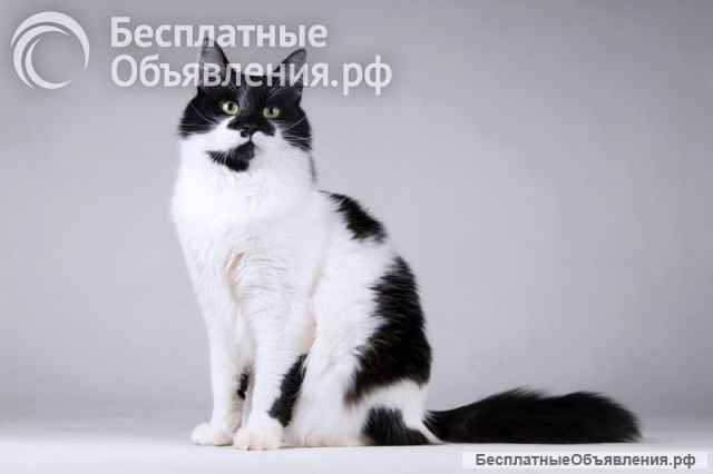 Очаровательный ласковый кот по имени Мальчик