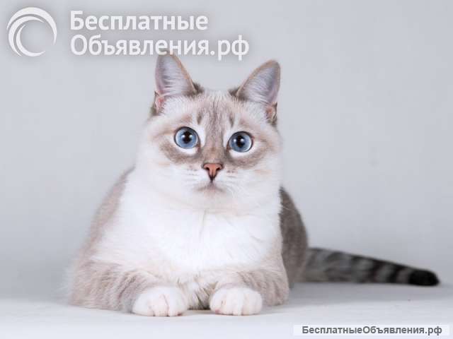 Нежная голубоглазая кошечка Синди