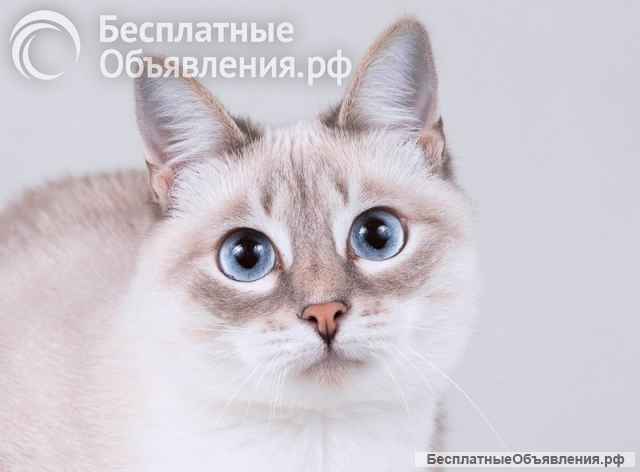 Нежная голубоглазая кошечка Синди