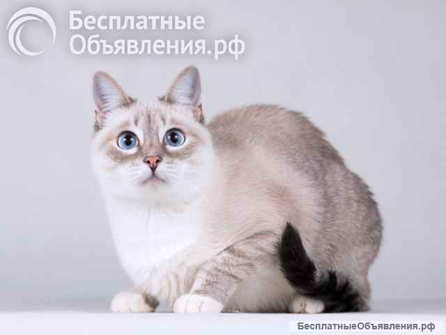 Нежная голубоглазая кошечка Синди