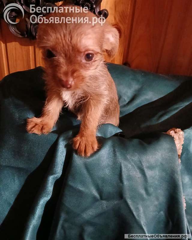 Чихуахуа для души