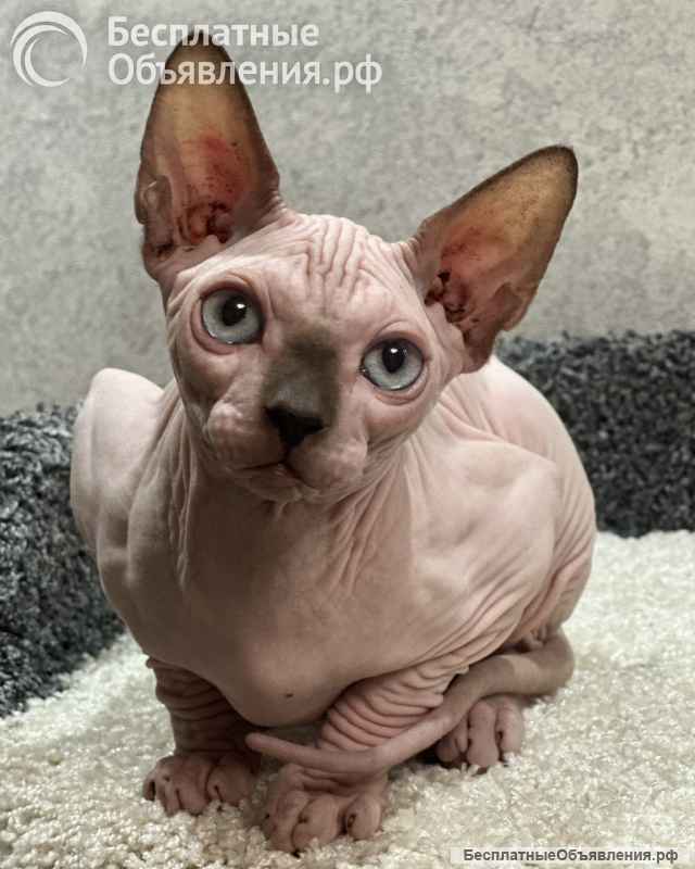 Котята канадского сфинкса