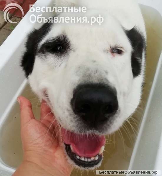 ГРАФ ищет хозяина