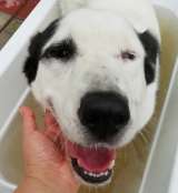 ГРАФ ищет хозяина