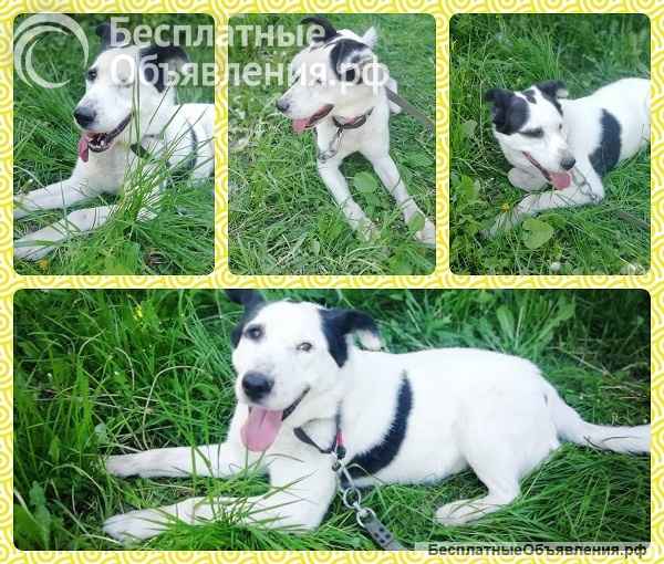 ГРАФ ищет хозяина