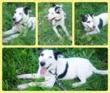 ГРАФ ищет хозяина