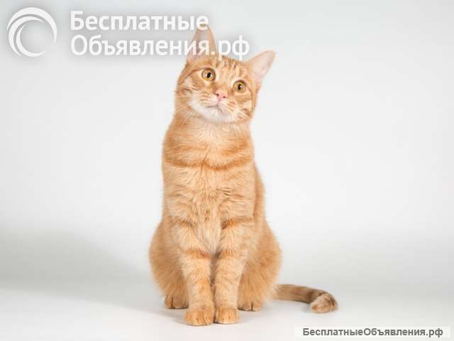 Рыжий молодой кот Пелле