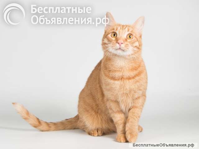 Рыжий молодой кот Пелле