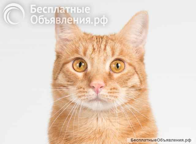Рыжий молодой кот Пелле