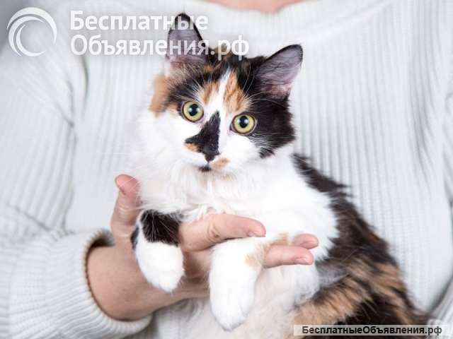 Красавица трёхцветная кошка Одри