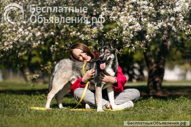 Хэппи ищет семью