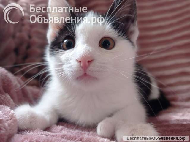 Замечательная девочка -котенок ищет дом