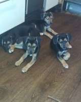 Метисы бигля щенки