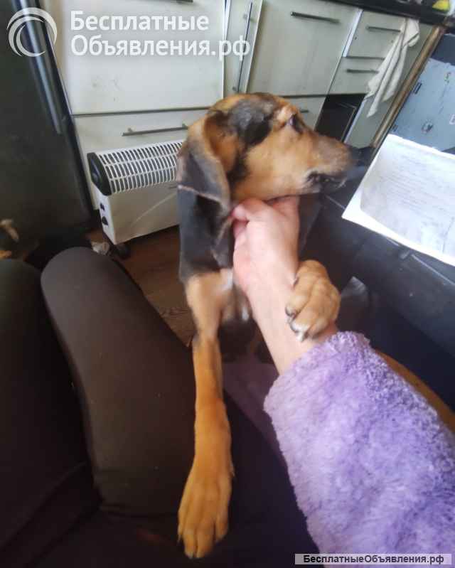 Метисы бигля щенки