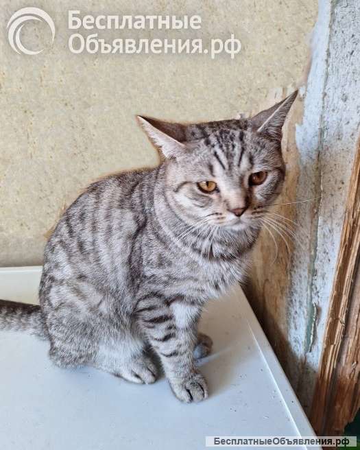 Преданный хозяевами молодой котик Степа, метис британца ищет дом