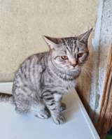 Преданный хозяевами молодой котик Степа, метис британца ищет дом