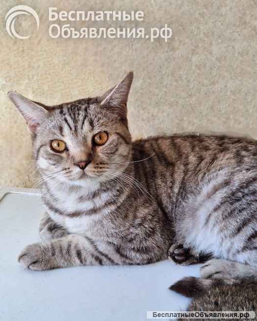 Преданный хозяевами молодой котик Степа, метис британца ищет дом