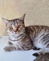 Преданный хозяевами молодой котик Степа, метис британца ищет дом