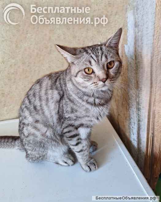 Преданный хозяевами молодой котик Степа, метис британца ищет дом