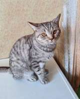 Преданный хозяевами молодой котик Степа, метис британца ищет дом