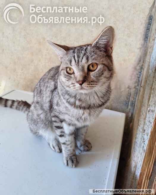 Преданный хозяевами молодой котик Степа, метис британца ищет дом