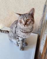 Преданный хозяевами молодой котик Степа, метис британца ищет дом