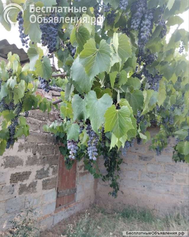 Виноград бесарабский