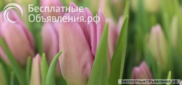Тюльпаны опт 2025
