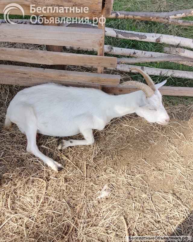 Коз