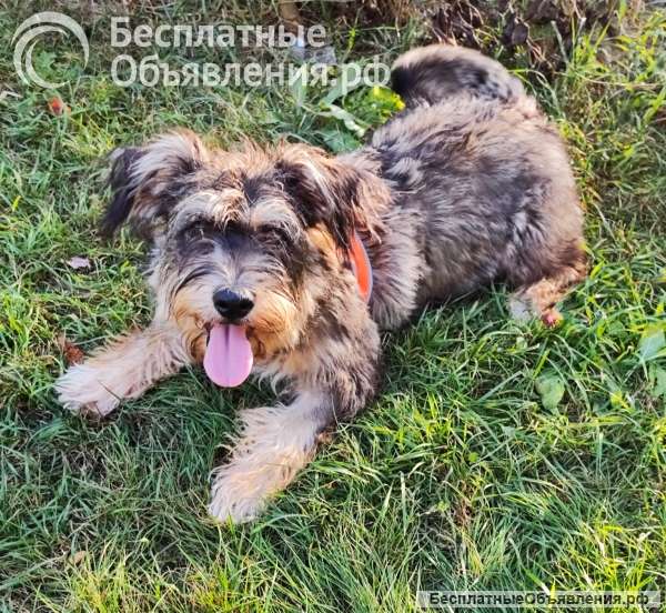 Ириску подобрали на оживлённой трассе