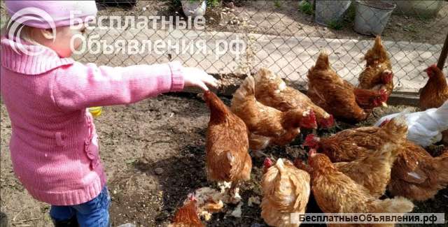 Фермерское хозяйство недвижимость + бизнес продаю