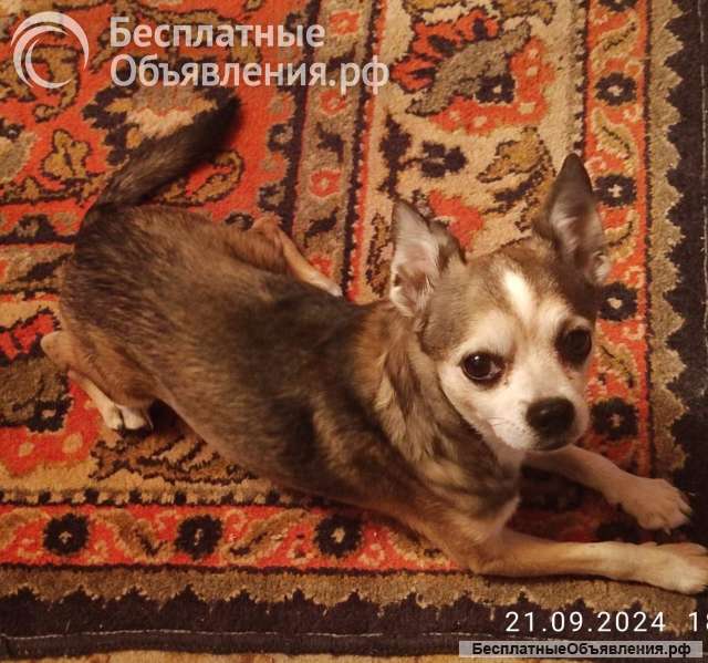 SOS Нужен дом для осиротевших маленьких собачек