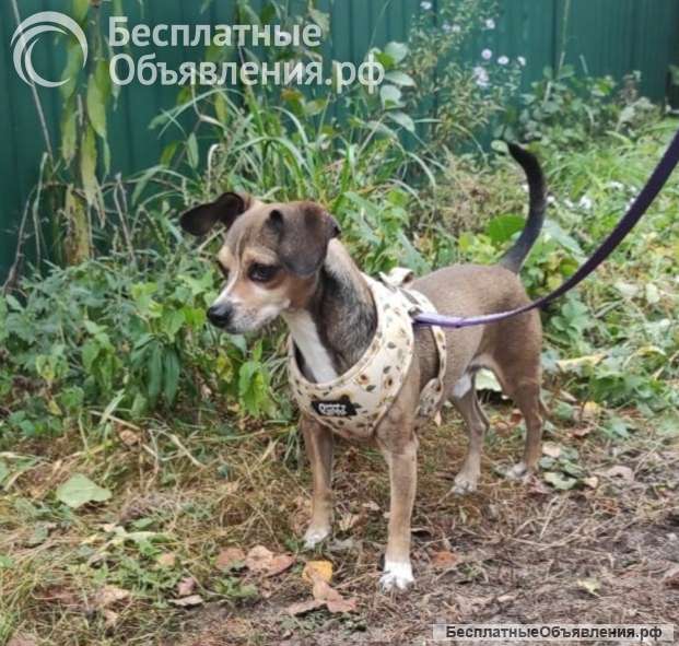 SOS Нужен дом для осиротевших маленьких собачек