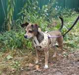 SOS Нужен дом для осиротевших маленьких собачек