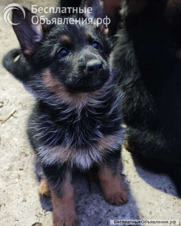 Щенки немецкой овчарки