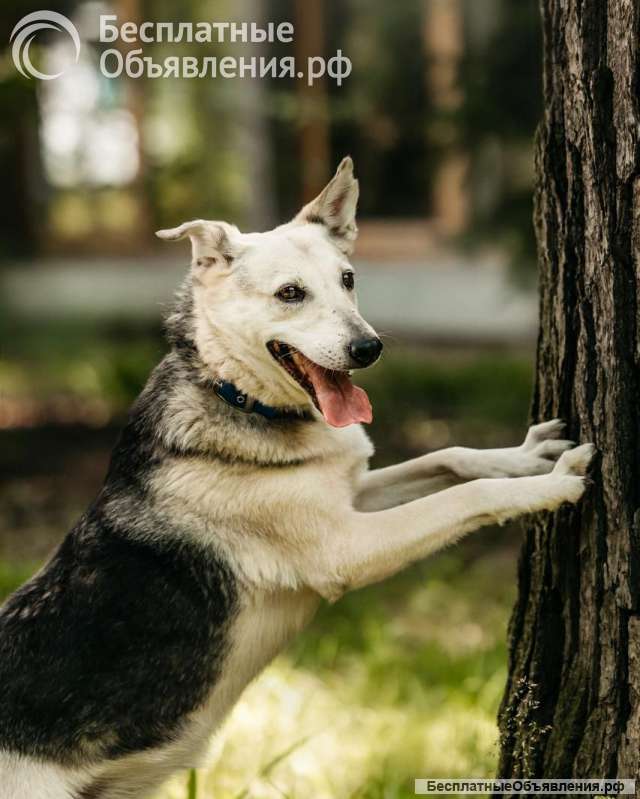 Айно ищет дом
