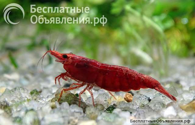 Аквариумные креветки